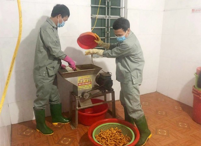 Người dân thành phố Yên Bái trồng nghệ, thu vàng ảnh 1 Người dân thành phố Yên Bái trồng nghệ, thu vàng ảnh 1