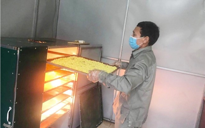 Người dân thành phố Yên Bái trồng nghệ, thu vàng ảnh 2 Người dân thành phố Yên Bái trồng nghệ, thu vàng ảnh 2