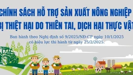 [Infographic] Chính sách hỗ trợ sản xuất nông nghiệp để khôi phục sản xuất vùng bị thiệt hại do thiên tai, dịch hại thực vật