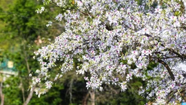 Lễ hội Hoa Ban Điện Biên hứa hẹn nhiều điểm nhấn mới