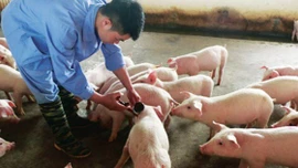 Xuất cấp vắc-xin lở mồm long móng cho 30 địa phương