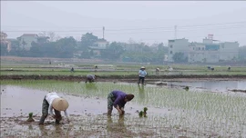 Bảo vệ lúa Đông Xuân trước rét đậm, rét hại