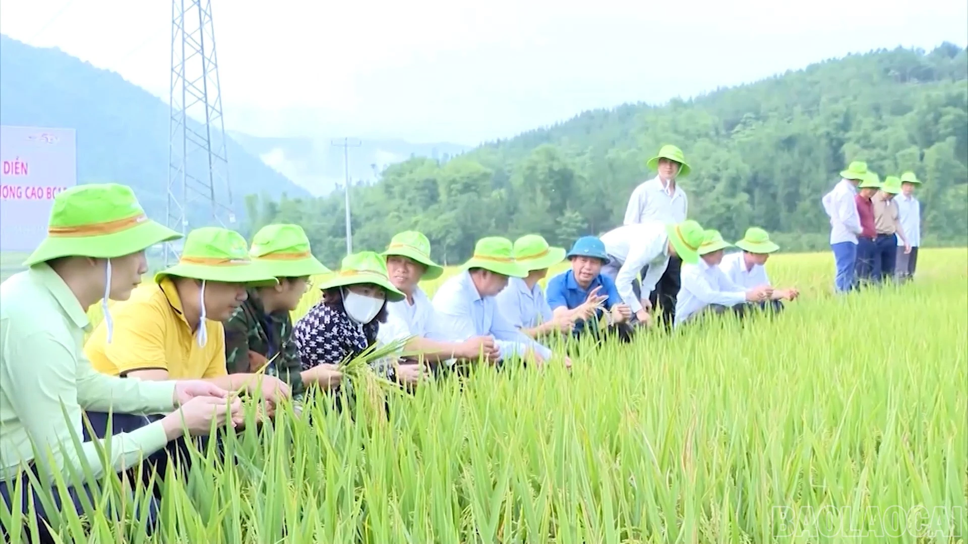 baolaocai-br_104.jpg