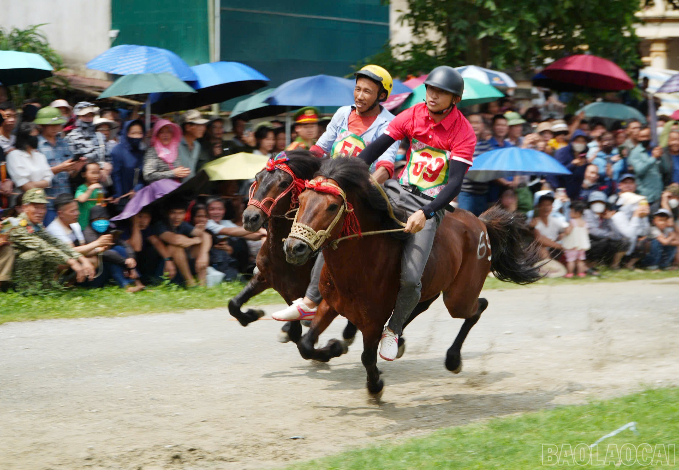 baolaocai-br_dua-ngua-1.jpg