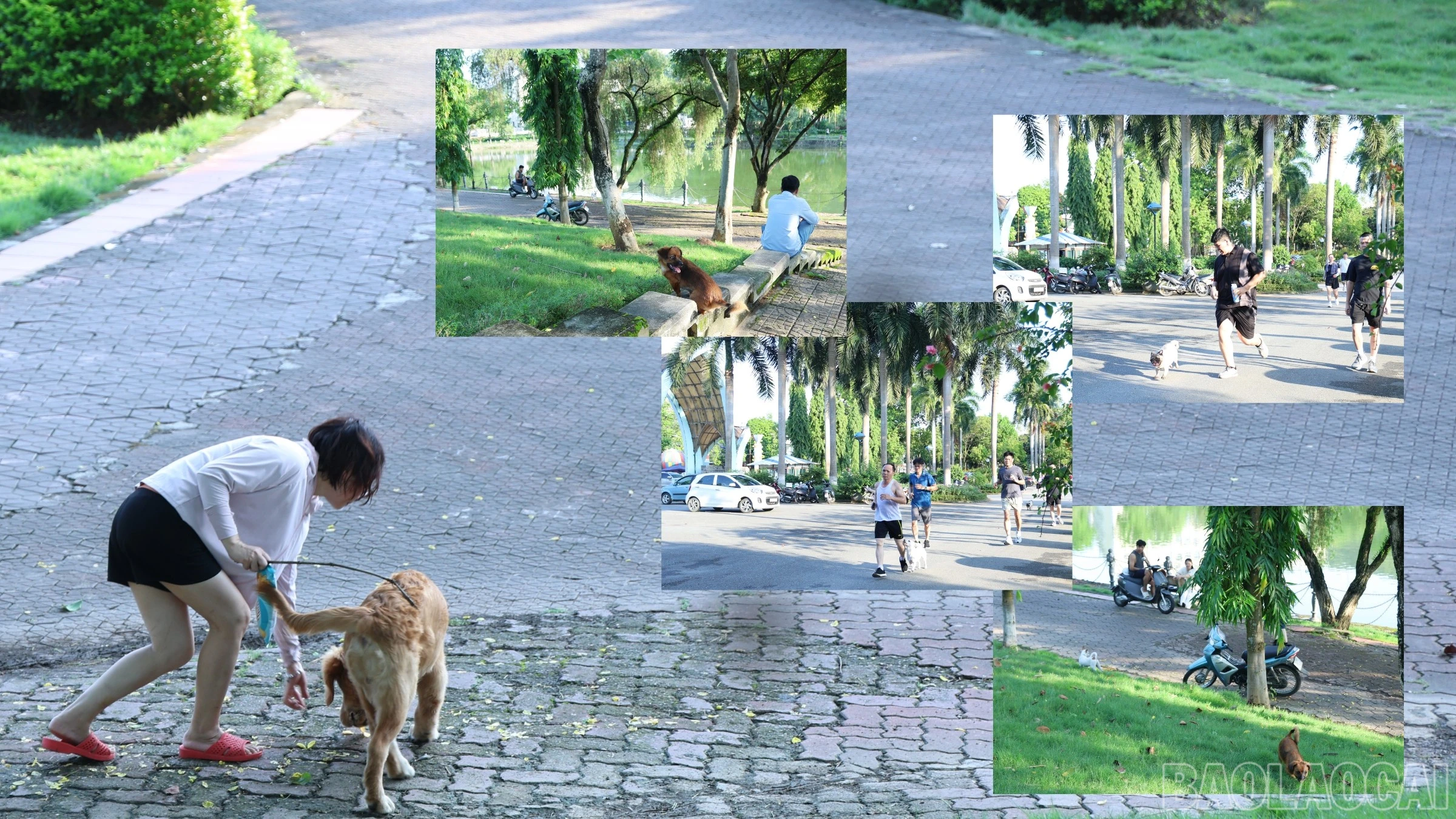 Vẫn còn tình trạng thả rông chó ở Công viên Nhạc Sơn.