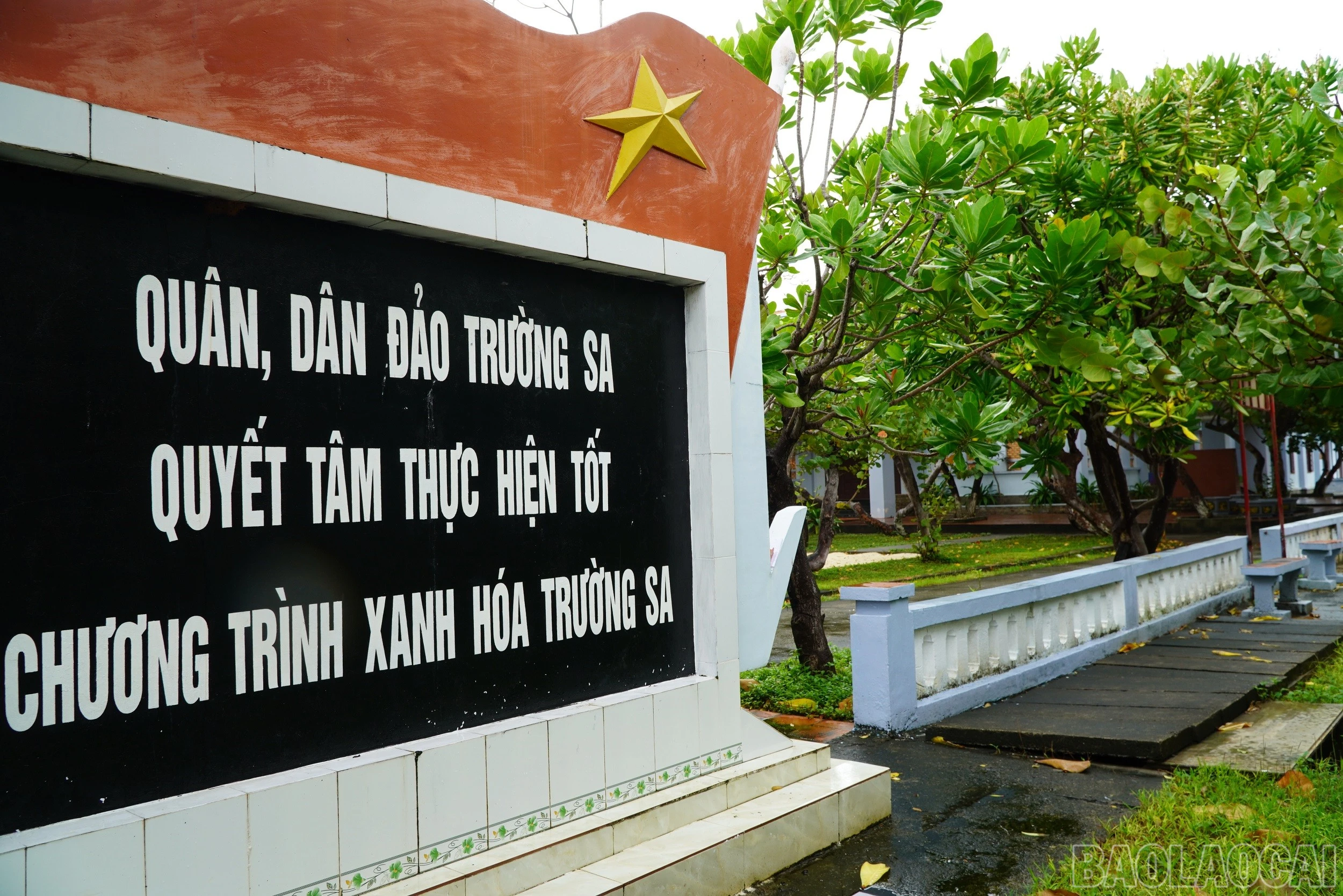 baolaocai-br_1cay-bang-vuong-duoc-chon-trong-trong-chuong-trinh-xanh-hoa-truong-sa.jpg