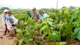 Lào Cai: Nhiều diện tích dâu tằm chịu thiệt hại nặng sau mưa lũ