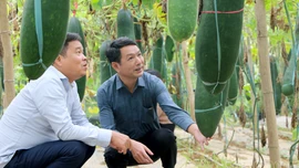 Lào Cai: Ứng dụng khoa học - công nghệ trồng thành công giống bí đen Quế Á số 7