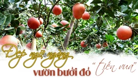 Đẹp ngỡ ngàng vườn bưởi đỏ “tiến vua”