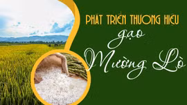 Phát triển thương hiệu gạo Mường Lò
