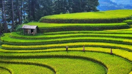 Mùa lúa xanh ở Mù Cang Chải