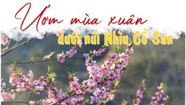 Ươm mùa xuân dưới núi Nhìu Cồ San
