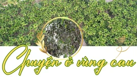 Chuyện ở vùng cau