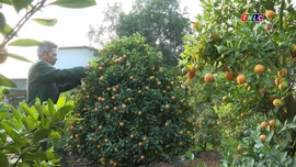 Mùa chăm quất tết