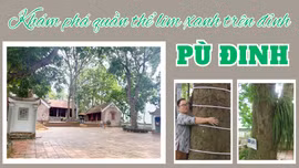 Khám phá quần thể lim xanh trên đỉnh Pù Đinh