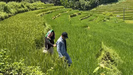 Mường Bo: Khát vọng phát triển du lịch bền vững từ ruộng bậc thang