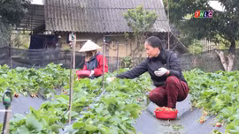 Người đưa nông sản thành sản phẩm du lịch