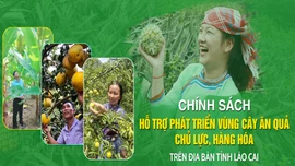 Chính sách hỗ trợ phát triển vùng cây ăn quả chủ lực, hàng hóa trên địa bàn tỉnh Lào Cai