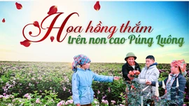 Hoa hồng thắm trên non cao Púng Luông