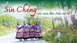 Sín Chéng mùa hoa trẩu nở rộ