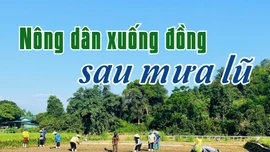 Nông dân xuống đồng sau mưa lũ