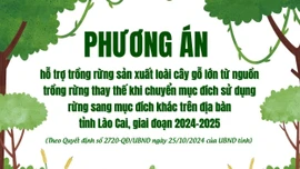 [Infographic] Phương án hỗ trợ trồng rừng khi chuyển mục đích sử dụng