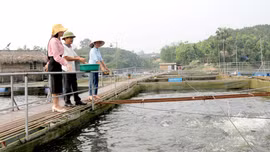 Đảng viên tiên phong phát triển kinh tế ở Phúc Đình