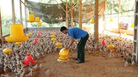 Nông dân chuẩn bị cho vụ tết