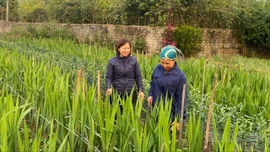 “Đòn bẩy” giúp nông dân Lục Yên phát triển kinh tế bền vững