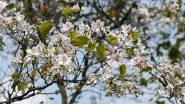 Về Nghĩa Lộ ngắm hoa ban