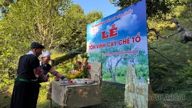 Lễ tôn vinh cây chè tổ ở Suối Giàng