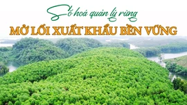Số hoá quản lý rừng - Mở lối xuất khẩu bền vững