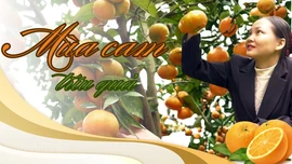 Mùa cam trĩu quả