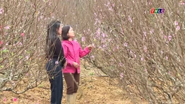 Khám phá Lào Cai: Thị trường cây cảnh chờ Tết