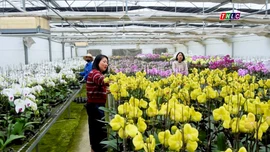 Cùng địa lan đón xuân