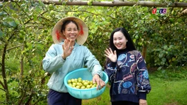 Mùa thu hoạch táo trên đồng đất Bảo Thắng