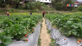 Tạp chí du lịch: Trồng dâu tây kết hợp làm du lịch