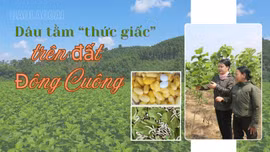 Dâu tằm trên đất Đông Cuông