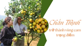 Chấn Thịnh trở thành vùng cam trọng điểm
