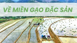 Về miền gạo đặc sản