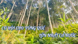 Cơ hội cho vùng quế lớn nhất cả nước