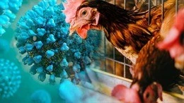 Giới khoa học lo ngại ca H5N1 có dấu hiệu thích nghi với người