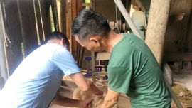 Hoàn thành tiêm phòng dại tại khu vực Lào Cai, Cam Đường, Cốc San, Hợp Thành trong tháng 8 