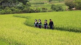 Sắc màu no ấm ở thung lũng bản Sinh