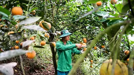 Vụ cam chín muộn