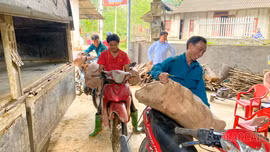 Mùa sung túc ở Khe Kẹn