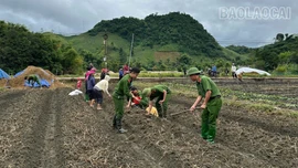 Công an xã Văn Bàn hỗ trợ khoai tây giống cho người dân bị ảnh hưởng bởi mưa bão 