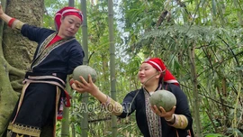 Theo chân đồng bào Dao đỏ lên rừng tìm lá thuốc
