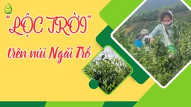 “Lộc trời” trên núi Ngải Trồ