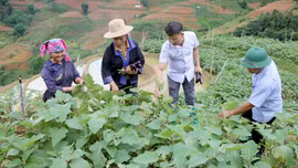 Từ "2 giờ làm nông dân" đến những mùa vụ đổi thay ở Lao Chải